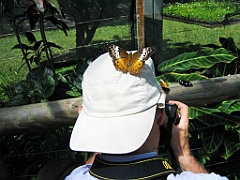 013 Butterfly Sanctuary